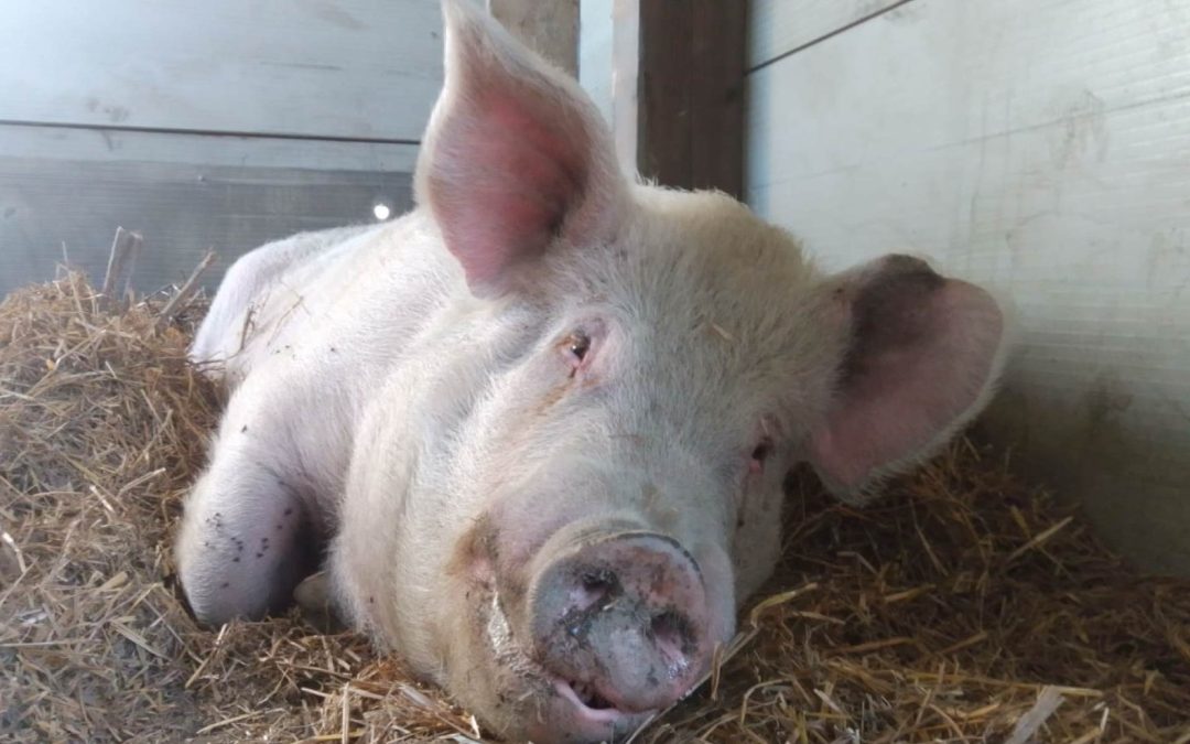 Babi
