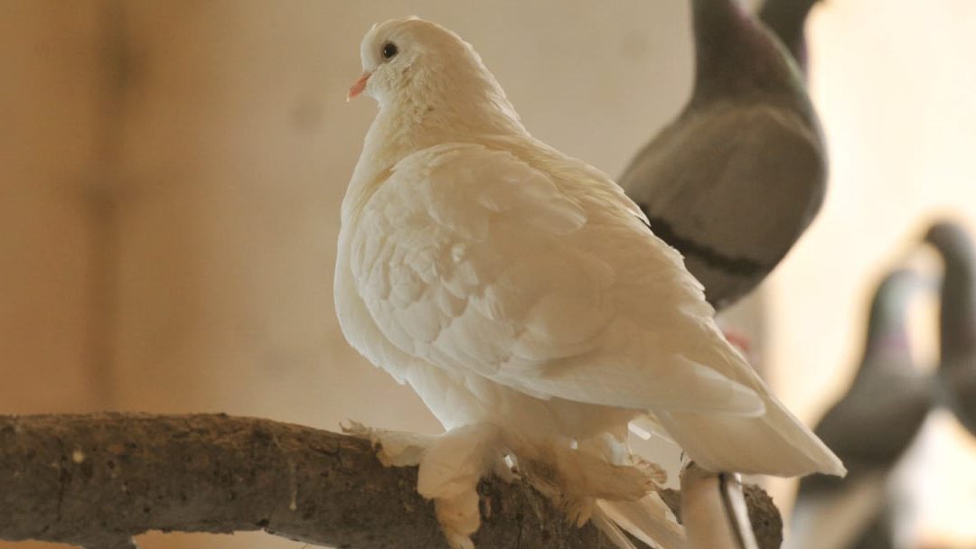 Stupende Colombe Pavoncelle
