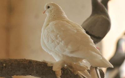 Stupende Colombe Pavoncelle