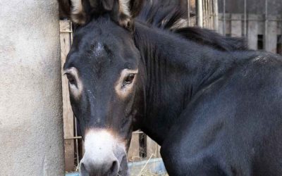 Mister Leo, un vero Senior
