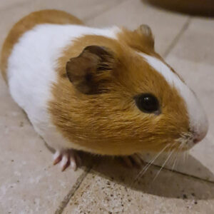 Cavietta