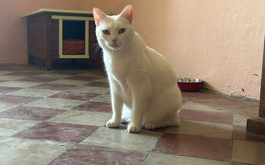 Chloe cerca casa