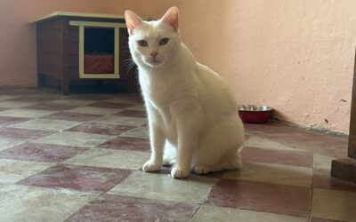 Chloe cerca casa